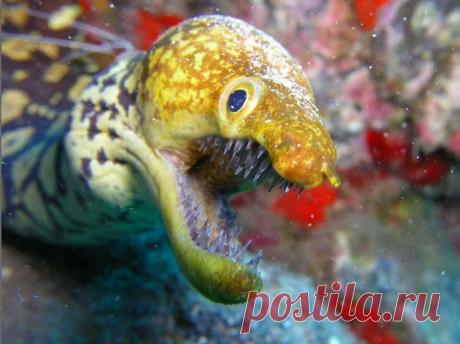 Жуткая рыба-мурена