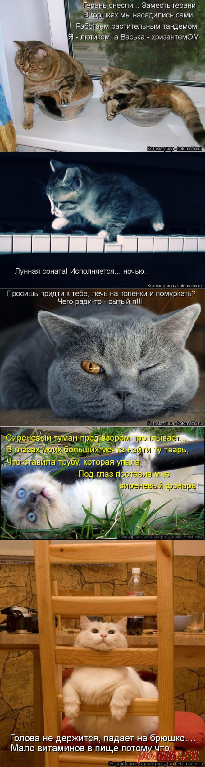 Пятничная котоматрица)))!.