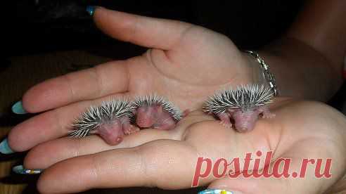 жми(***)    62 ГОДА ЖИВУ, А ВПЕРВЫЕ ВИЖУ!
Анна Боброва (Шабанова)

Новорождённые ежата.