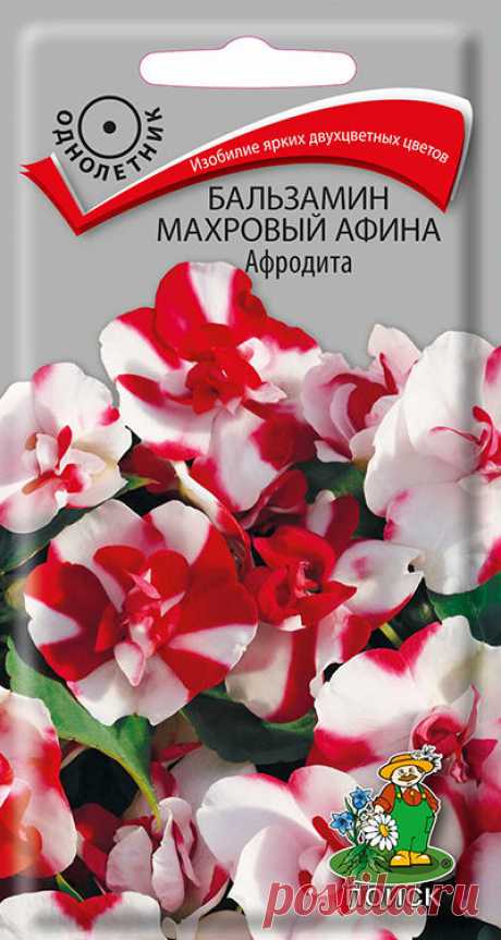 Семена "Бальзамин махровый Афина. Афродита", (5 штук) | Купить с доставкой | My-shop.ru