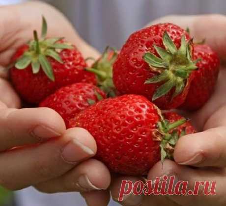 Подкормка клубники и борьба с вредителями