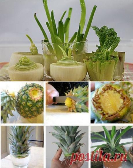 16 овощей, которые без труда можно вырастить дома.