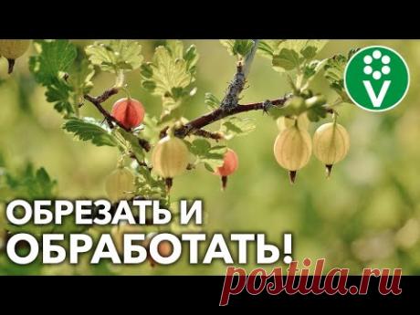 ОБРЕЖЬТЕ ТАК КРЫЖОВНИК ОСЕНЬЮ – И ЯГОД БУДЕТ НЕ СЧЕСТЬ! + Искореняющая обработка - YouTube