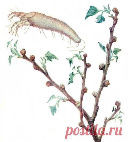 Как одолеть клещей | sotki.ru