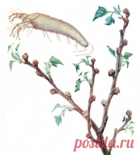 Как одолеть клещей | sotki.ru