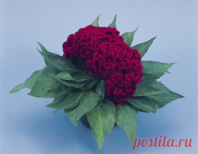 целозия фото цветов: 3 тыс изображений найдено в Яндекс.Картинках