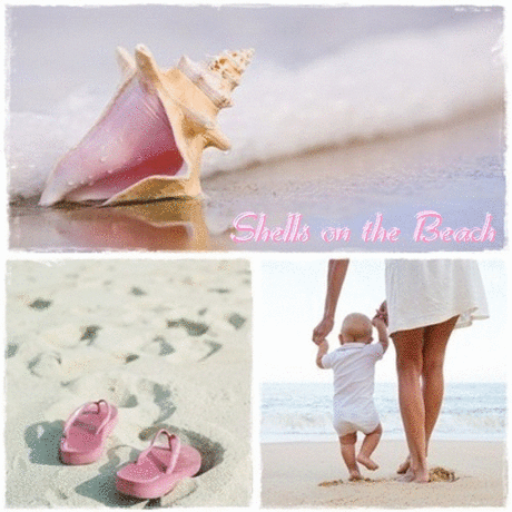 Shells on the beach