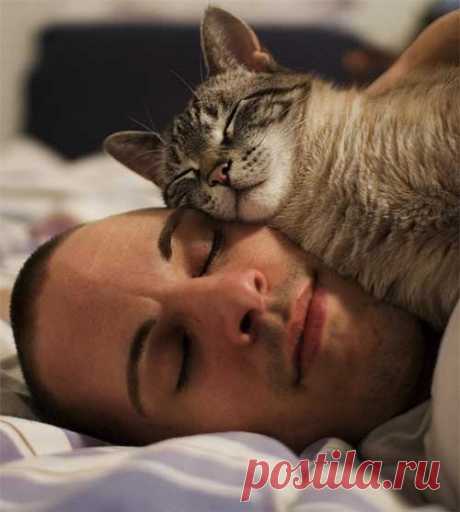Вот почему коты обожают спать на людях