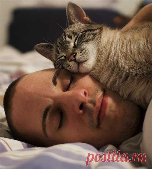 Вот почему коты обожают спать на людях