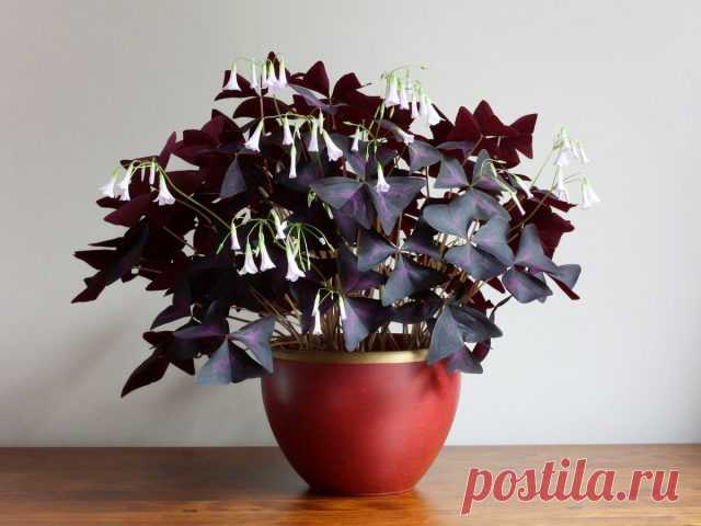 Кислица треугольная, или Мадам Баттерфляй (Oxalis triangularis)