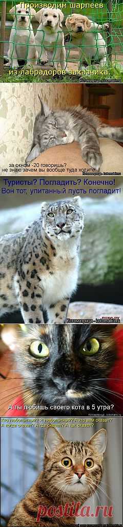 (+1) тема - Новые котоматрицы вам на радость!Смейтесь от души! | ЛЮБИМЫЕ ФОТО