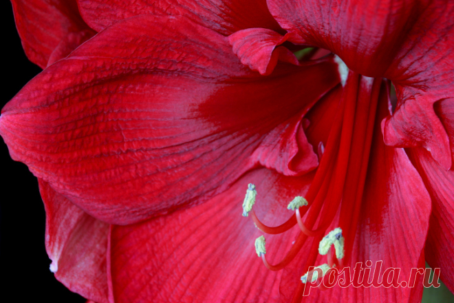 Гиппеаструм выращивание и уход в домашних условиях