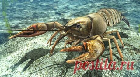 Почему болезнь называется «рак»? Есть ли у этого названия связь с одноименным животным или знаком зодиака?