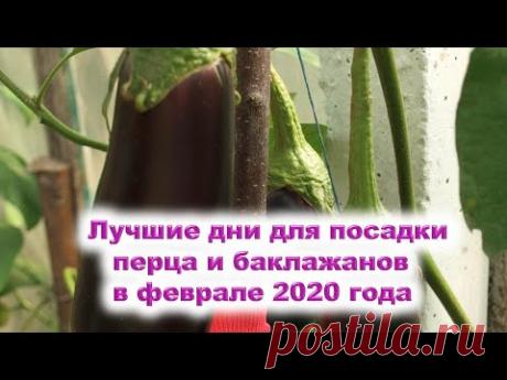 Лучшие дни для посева семян сладкого, горького перца и баклажанов на рассаду в феврале 2020 года.