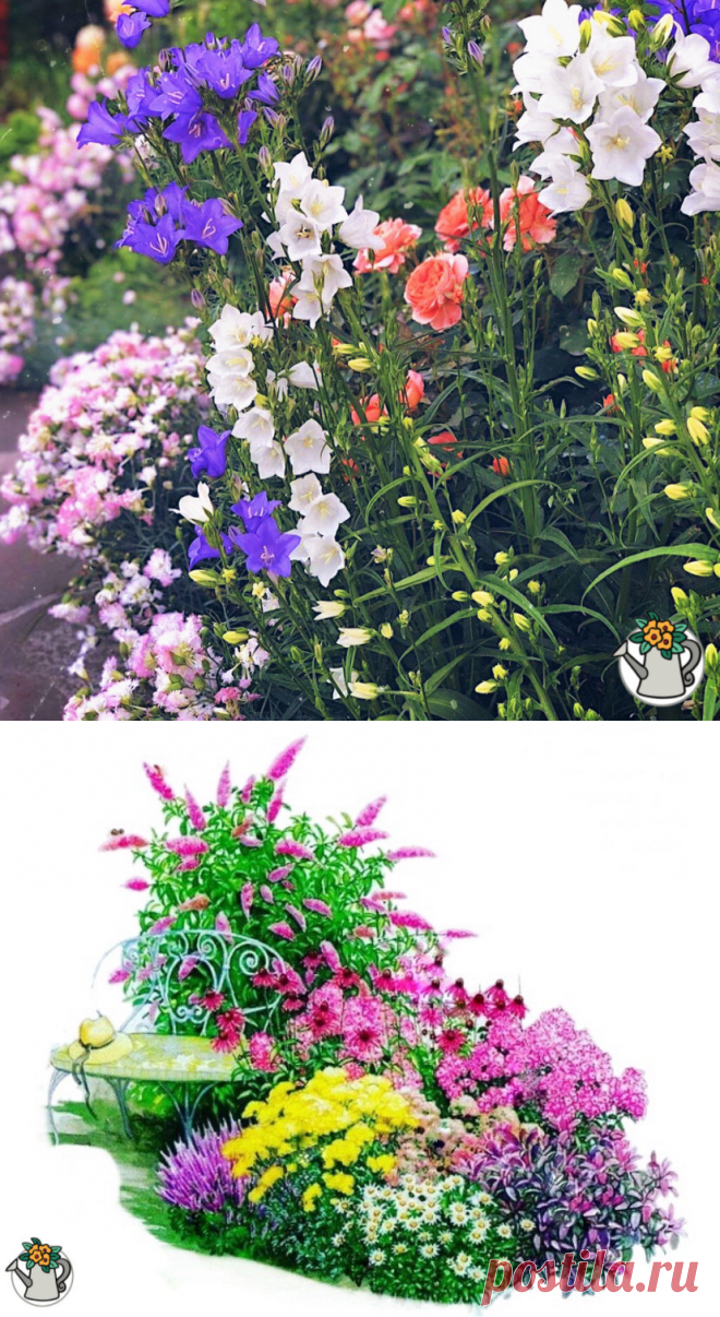 4 ошибки при выборе цветов для клумбы, которые совершают даже опытные садоводы | КЛУМБА И ТЯПКА | Яндекс Дзен