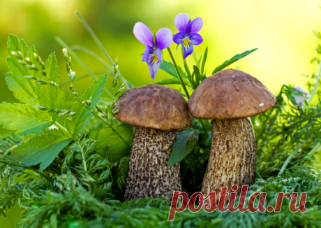 ✿ღ✿Природа-матушка✿ღ✿