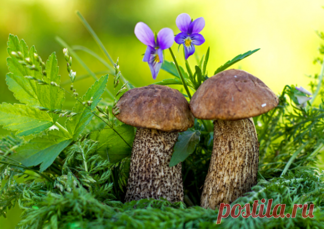 ✿ღ✿Природа-матушка✿ღ✿