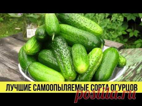 Лучшие сорта и гибриды огурцов которые стоит посадить в этом году Урожай будете собирать ведрами - YouTube