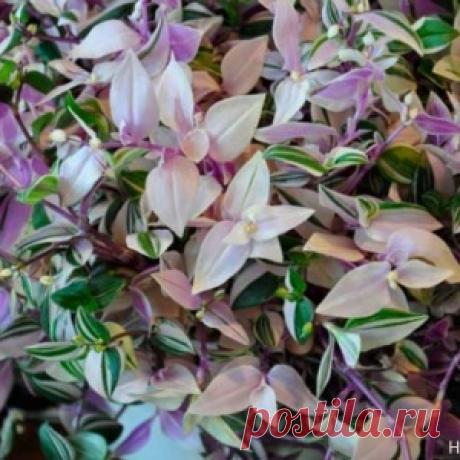 Традесканция: уход в домашних условиях