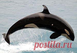Самые быстрые животные. Касатка.