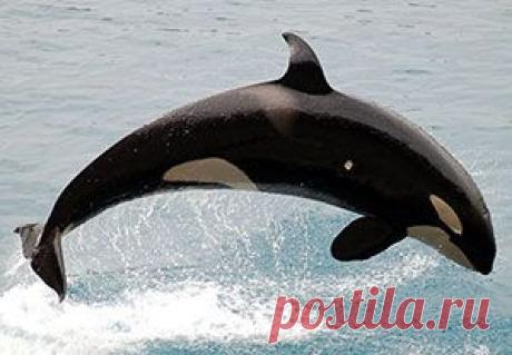 Самые быстрые животные. Касатка.