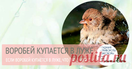 Примета: воробей купается в луже