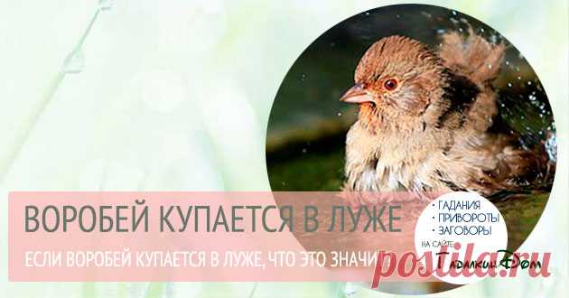Примета: воробей купается в луже