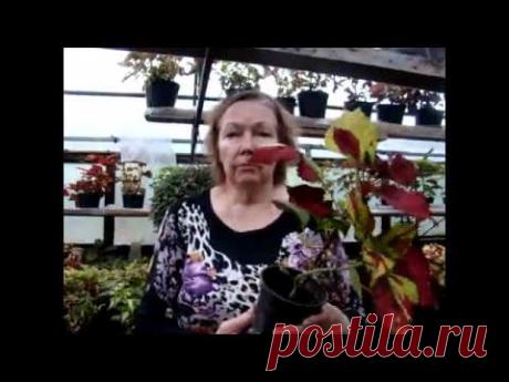 Колеусы в феврале что делать