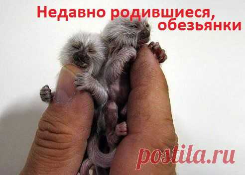 самые мелкие...