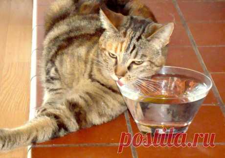 😾Что делать, если кошка не пьёт воду? | Нос, хвост, лапы | Дзен