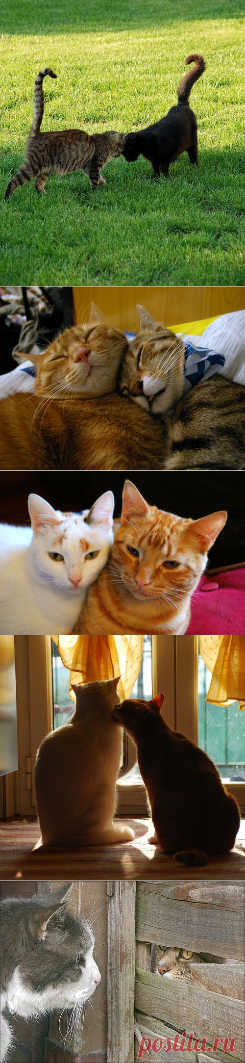 Кошачья любовь | Дай лапку
