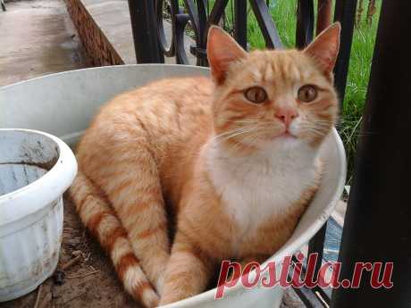 Новый вид кактуса, рыжий не колючий!