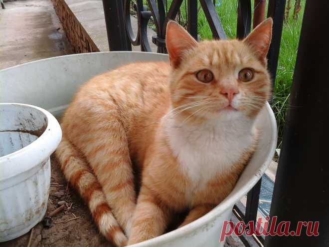 Новый вид кактуса, рыжий не колючий!