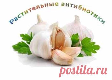 Природные "антибиотики" | Домашняя аптечка