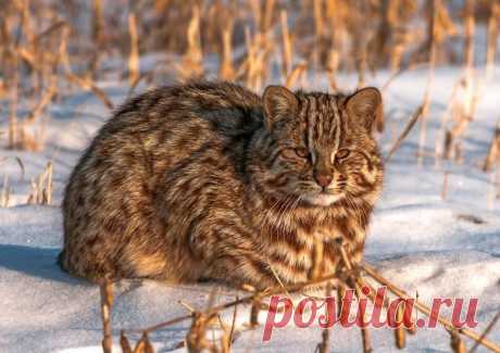 Amur Forest Cat Pics In Their Chonky Majestic Glory - I Can Has Cheezburger?