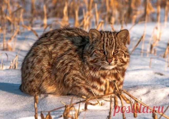 Amur Forest Cat Pics In Their Chonky Majestic Glory - I Can Has Cheezburger?