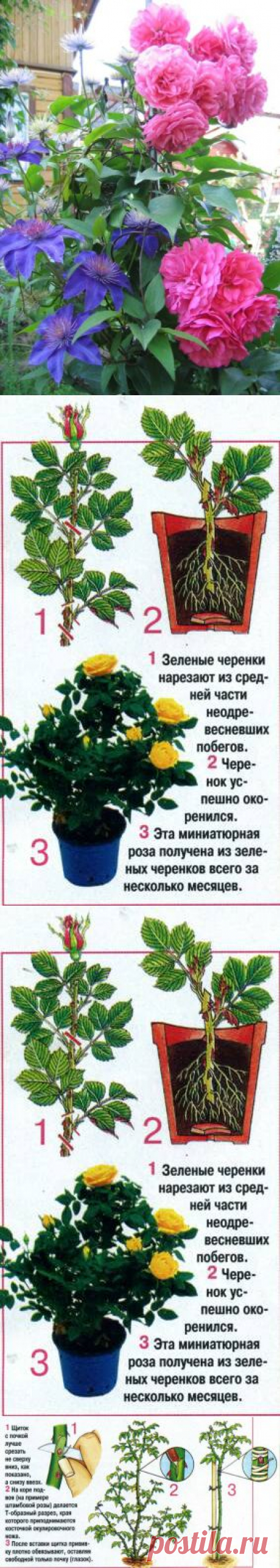 РАЗМНОЖЕНИЕ РОЗ ЛЕТОМ | Варварушка-Рукодельница