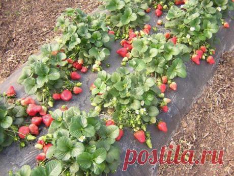 Выращивание 
клубники 
на агроволокне. 
Читайте по ссылке
 https://dachki.blogspot.com/2014/01/vyrashhivanie-zemljaniki-s-primeneniem.html
