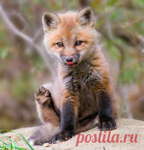 Волшебные мгновенья дикой природы | Дай лапку
