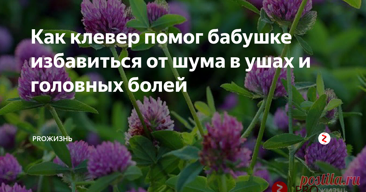 Как клевер помог бабушке избавиться от шума в ушах и головных болей Приветствую Вас, дорогие мои читатели.
Если вы зашли на эту статью, скорее всего вас мучает шум в ушах и головные боли. Если не вас, то вашего знакомого. Проблема достаточно распространенная. В данной статье я поделюсь с вами рецептом, с помощью которого бабушка избавилась от данных проблем.
Главный и единственный ингредиент для приготовления нашего чудо-средства - клевер. Да да да, именно тот, ко
