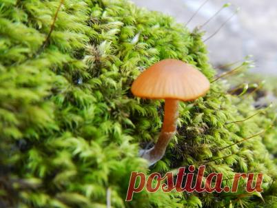 Pinterest: инструмент для поиска и хранения интересных идей