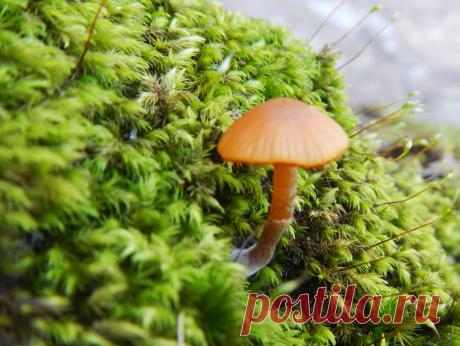 Pinterest: инструмент для поиска и хранения интересных идей