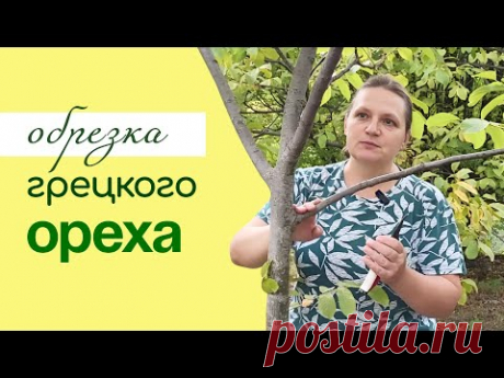 ФОРМИРОВКА и ОБРЕЗКА грецкого ореха