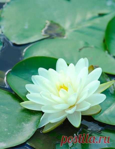 Lotus, A Pond with these would be amazing!!   |   Pinterest • Всемирный каталог идей