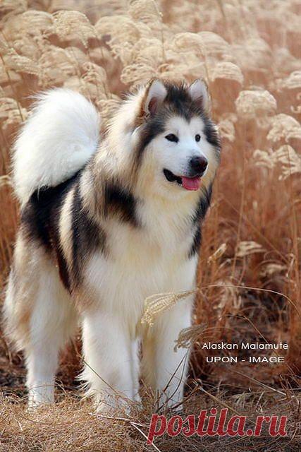 Яндекс.Почта — бесплатная и надежная электронная почта