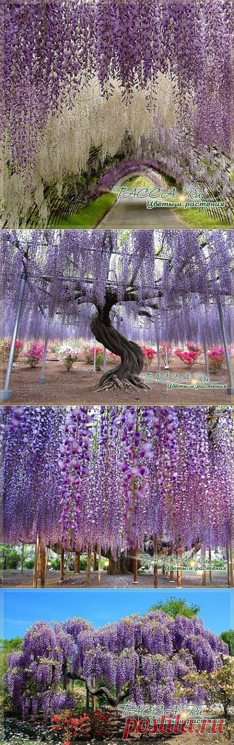 Туннель глициний в Японии.