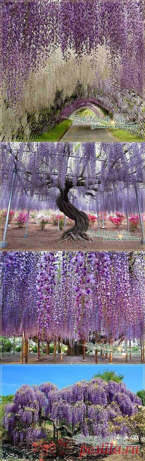 Туннель глициний в Японии.