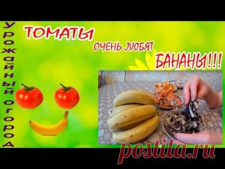 ТОМАТЫ  ОЧЕНЬ ЛЮБЯТ БАНАНЫ!!!