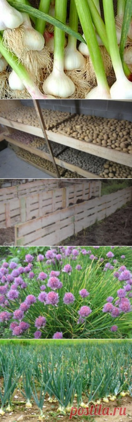 Полезные советы и интересные статьи садоводам и огородникам!