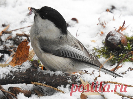 Автор: Сергей Цыплаков

Буроголовая гаичка или пухляк (Parus montanus)
г. Санкт-Петербург,
28.01.2020 г.